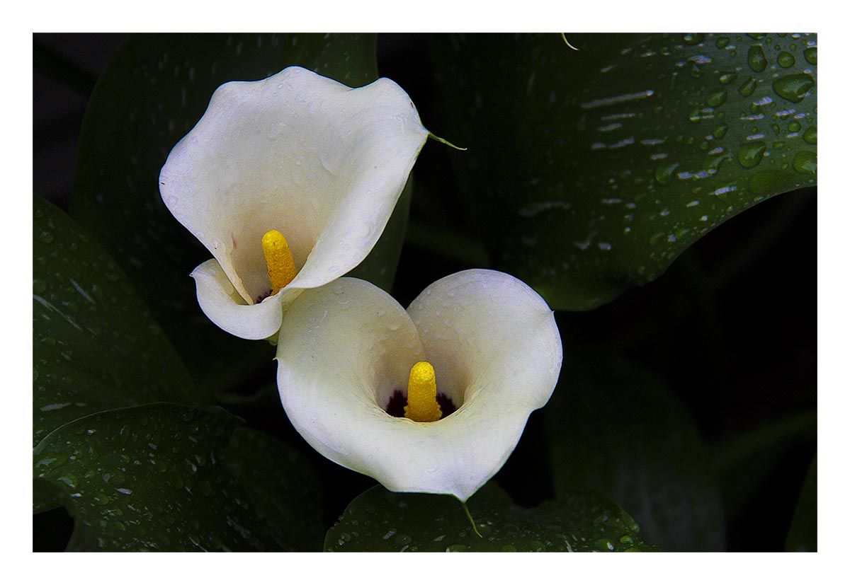 Calla Lily