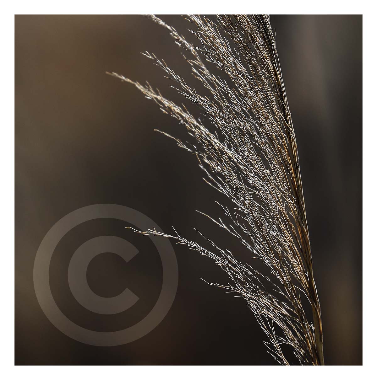 Reeds