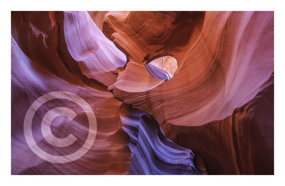 Antelope