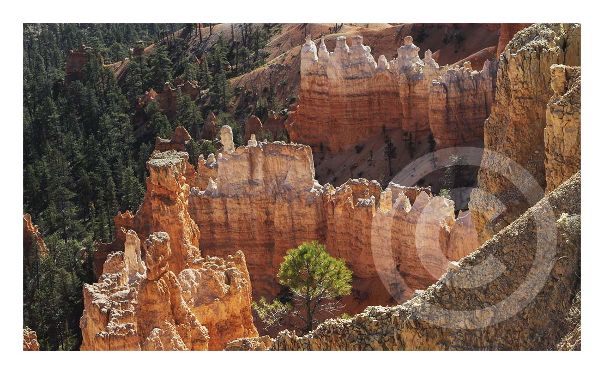 Bryce