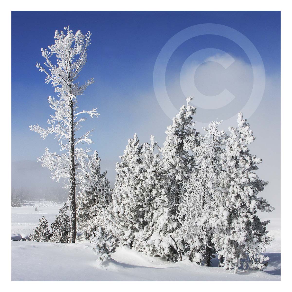 Winter in Yellowstone