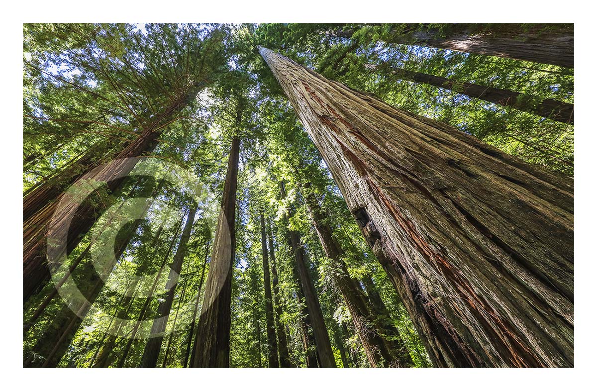 Giant Redwoods