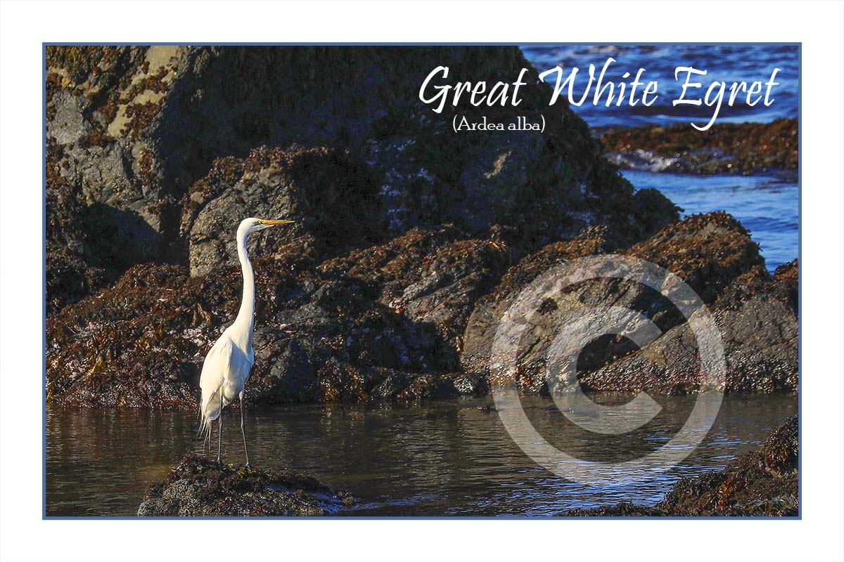 Great White Egret I