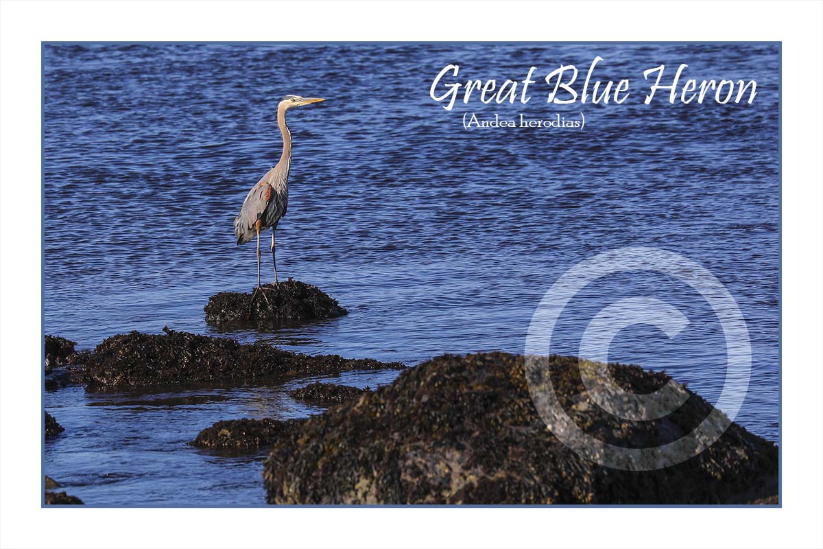 Great Blue Heron I