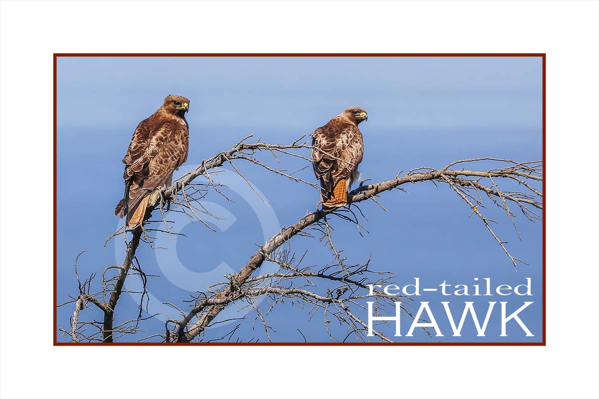 Red-tailes Hawks