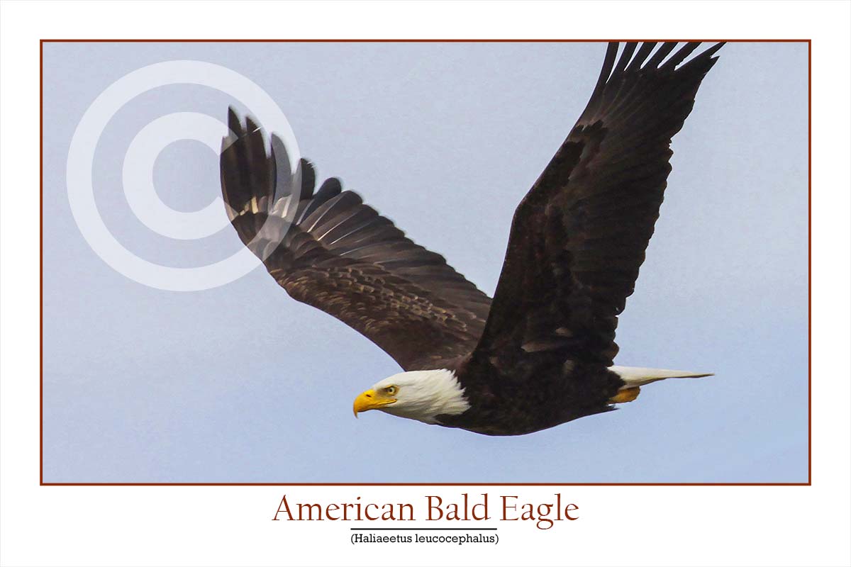 Bald Eagle