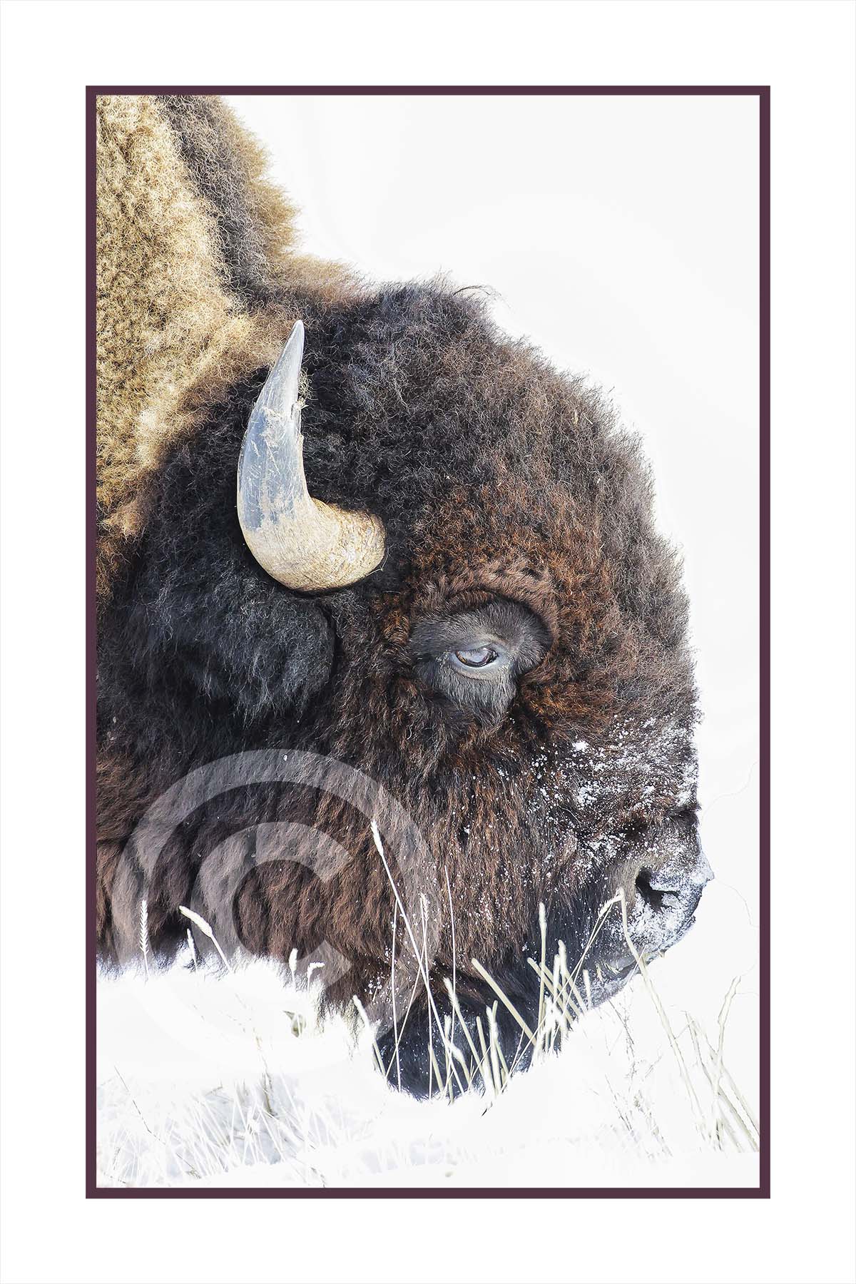 Bison