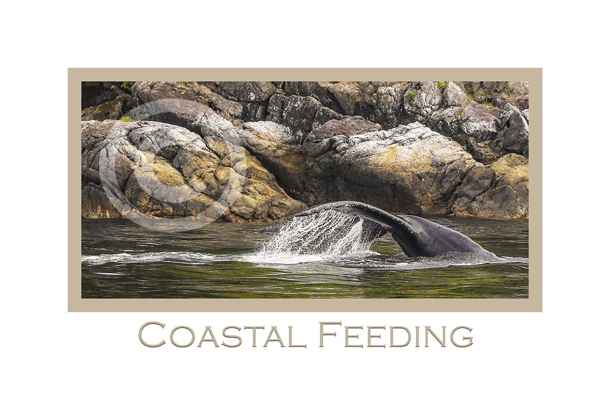 Coastal Feeding