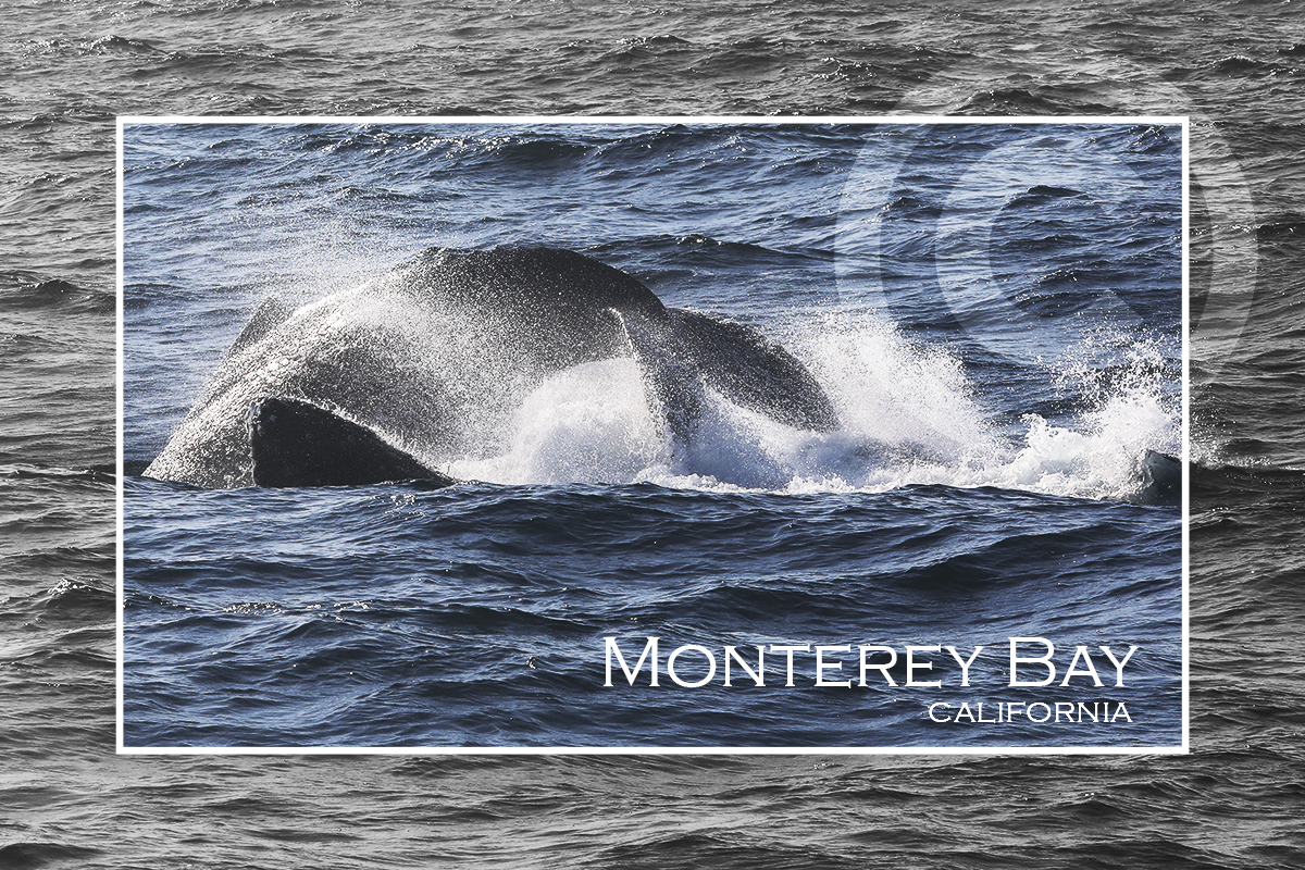 Humpbacks in Monterey Bay