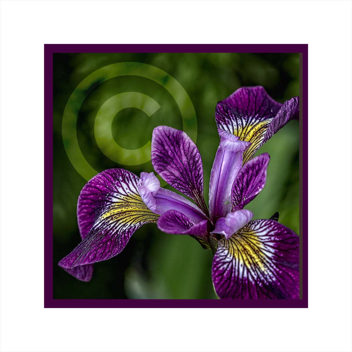 Iris