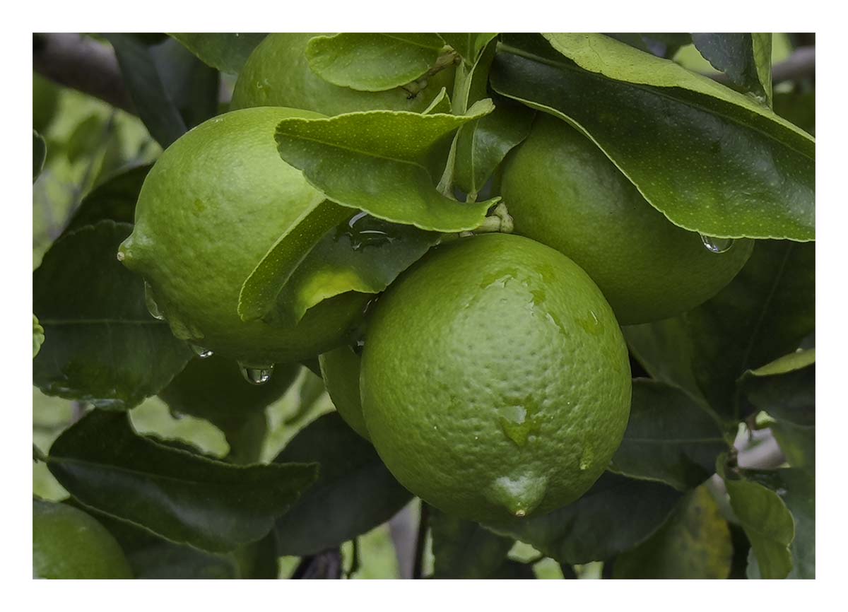 Kilohana Plantation