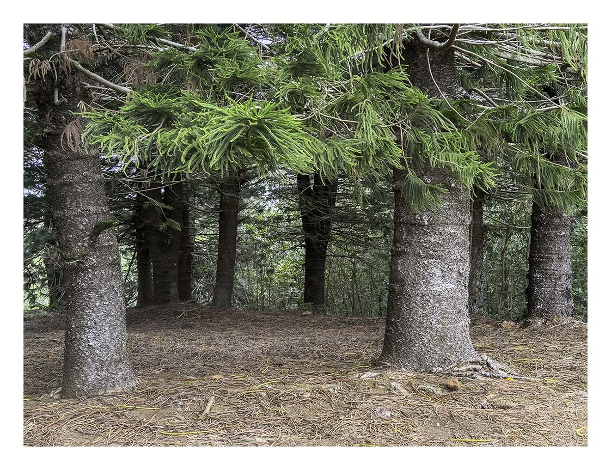Kilohana Plantation