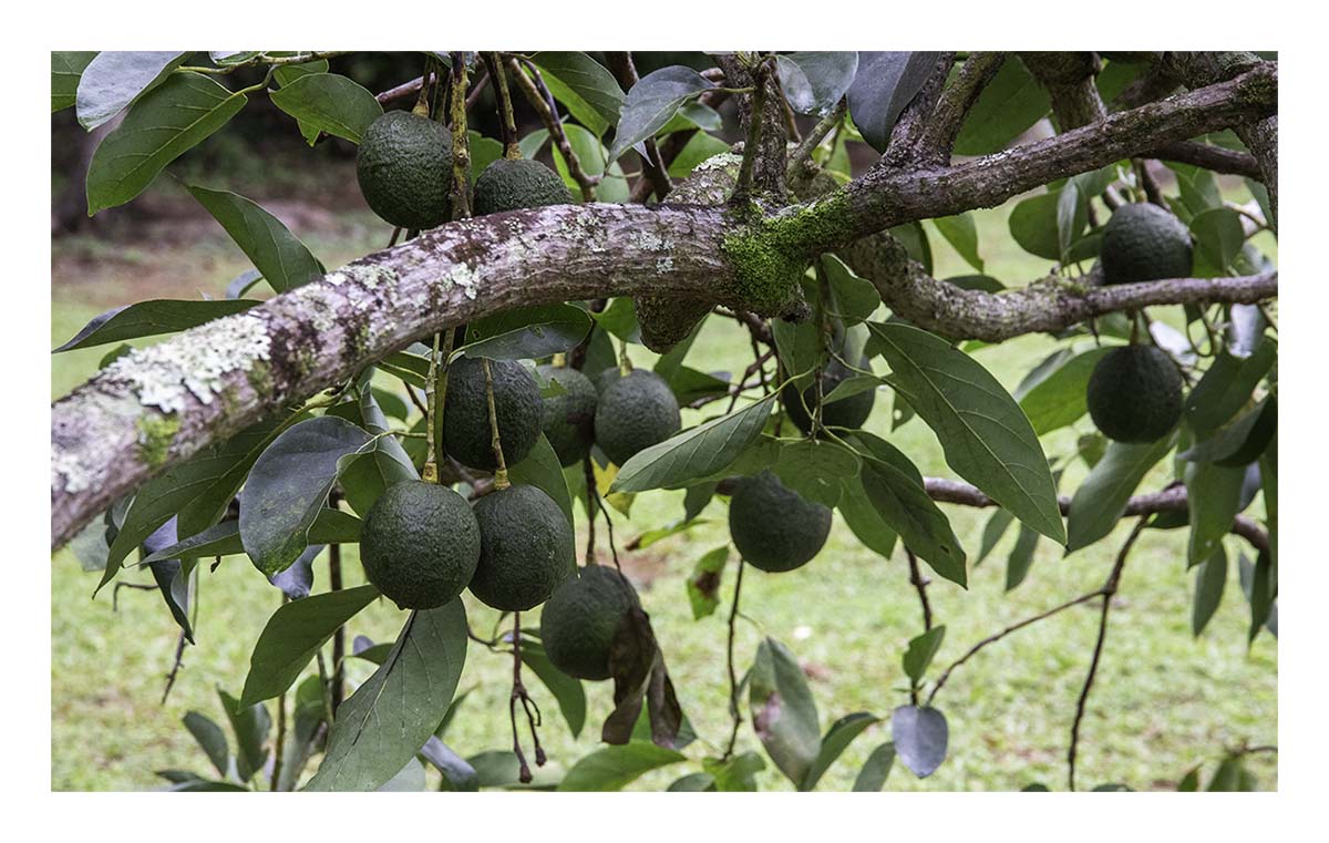 Kilohana Plantation