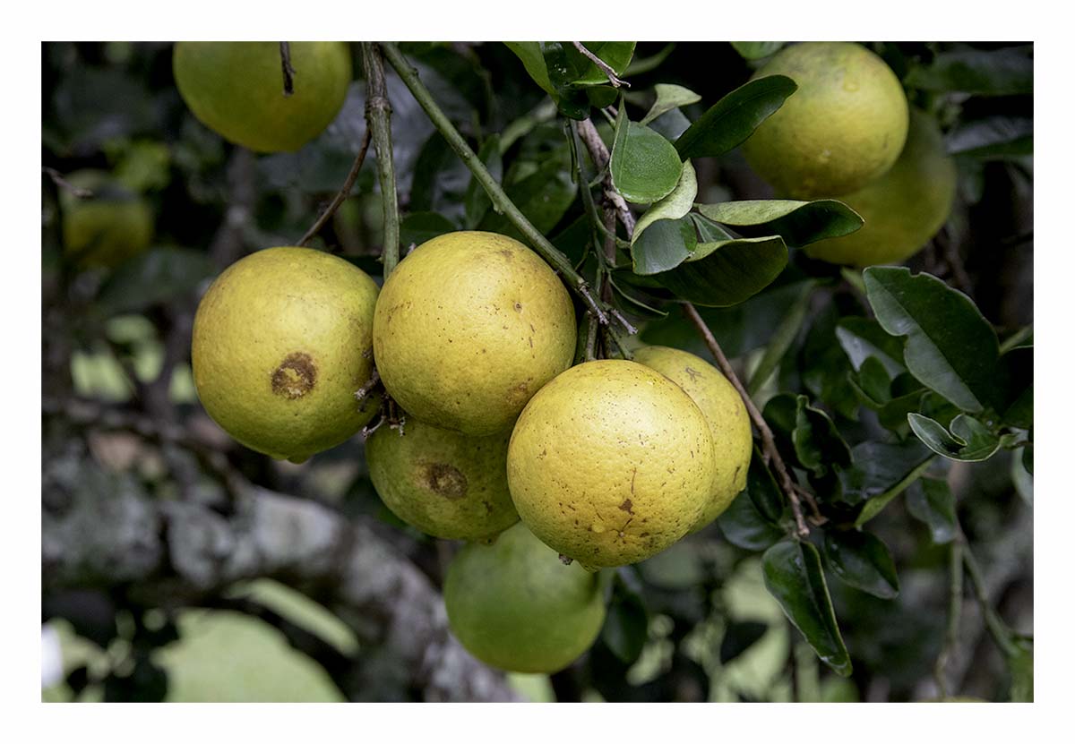 Kilohana Plantation