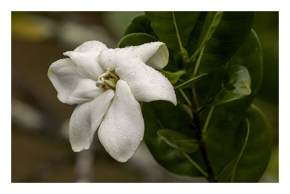 Kilohana Plantation