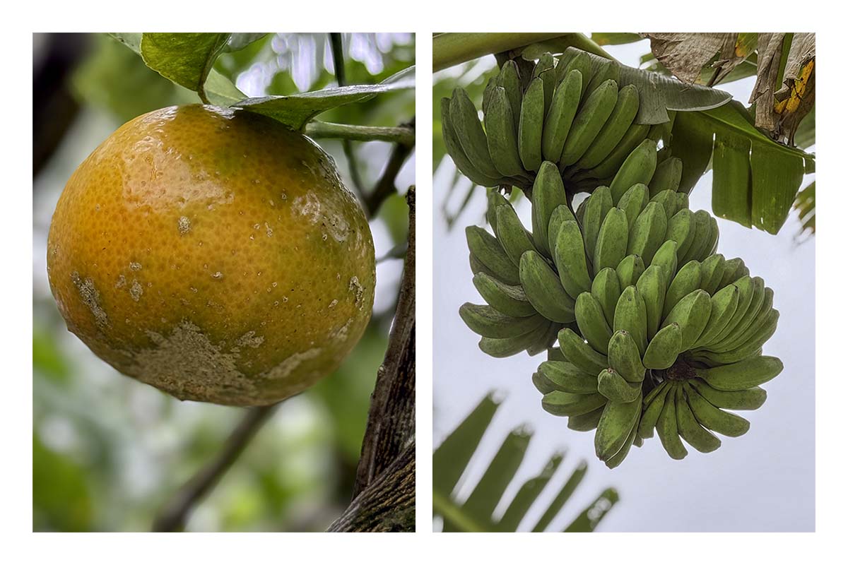 Kilohana Plantation
