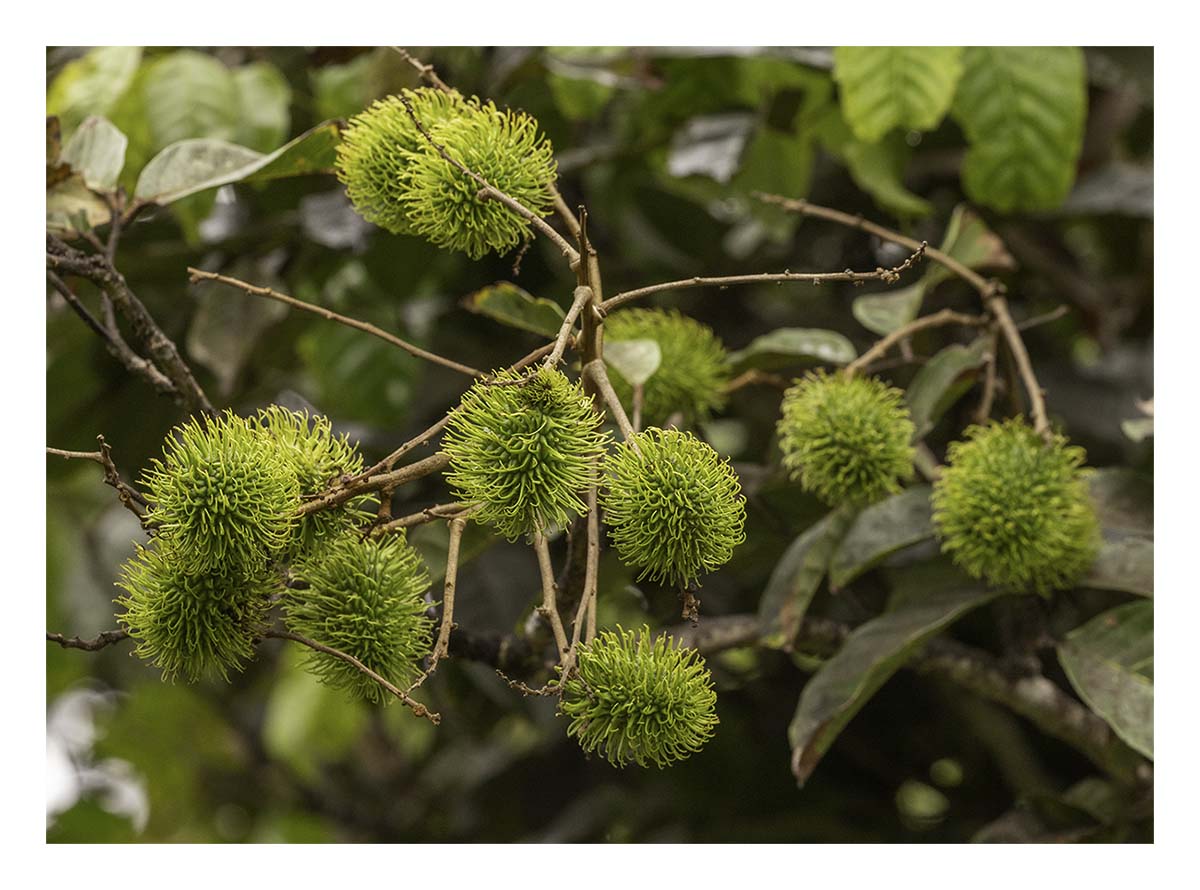 Kilohana Plantation