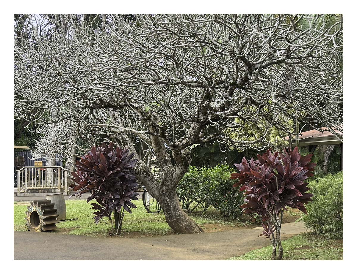 Kilohana Plantation