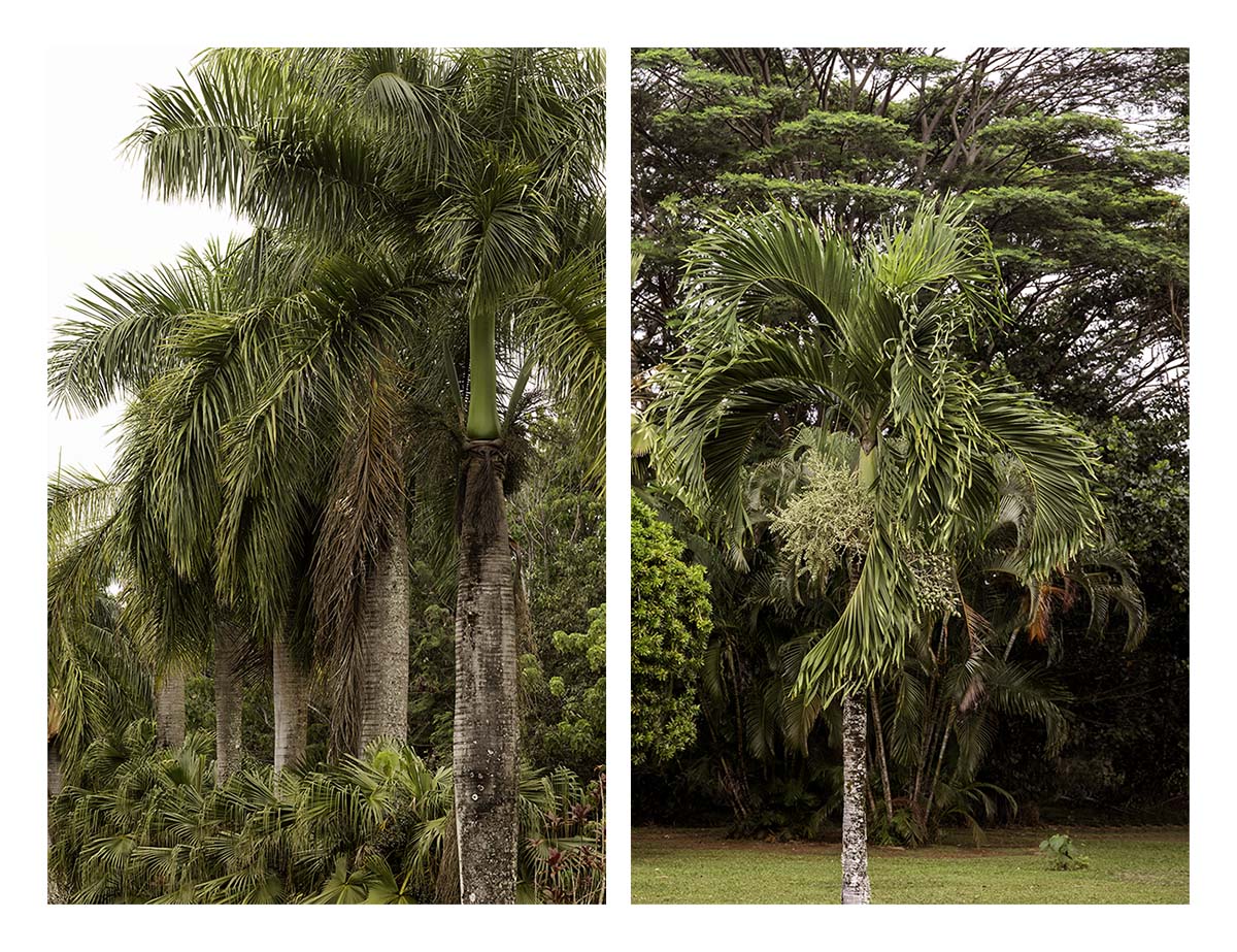 Kilohana Plantation