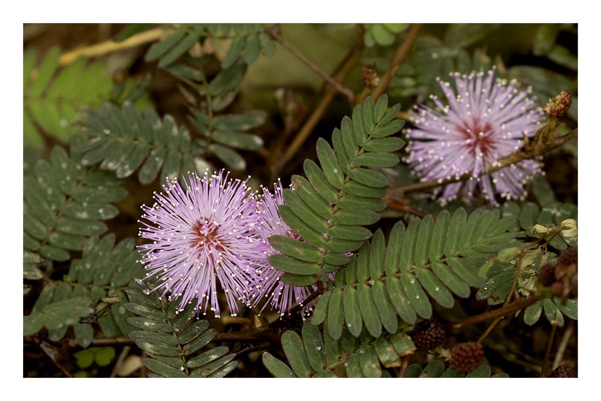 Kilohana Plantation