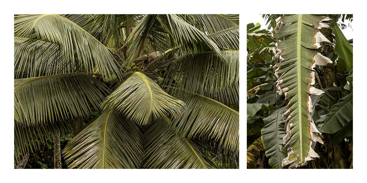 Kilohana Plantation
