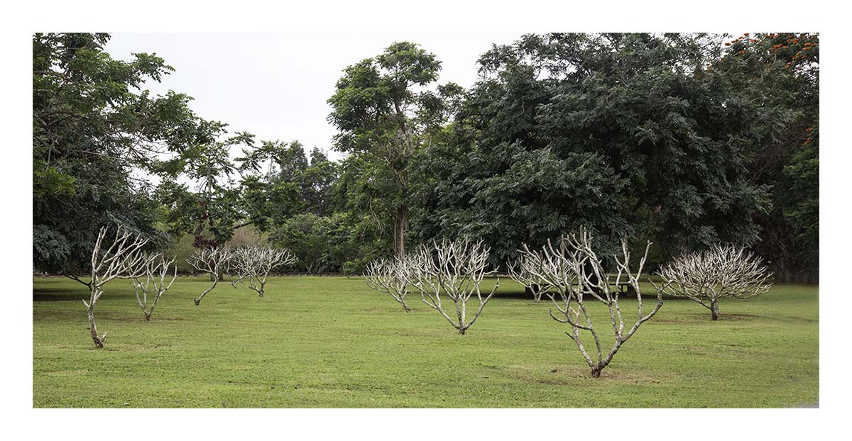 Kilohana Plantation