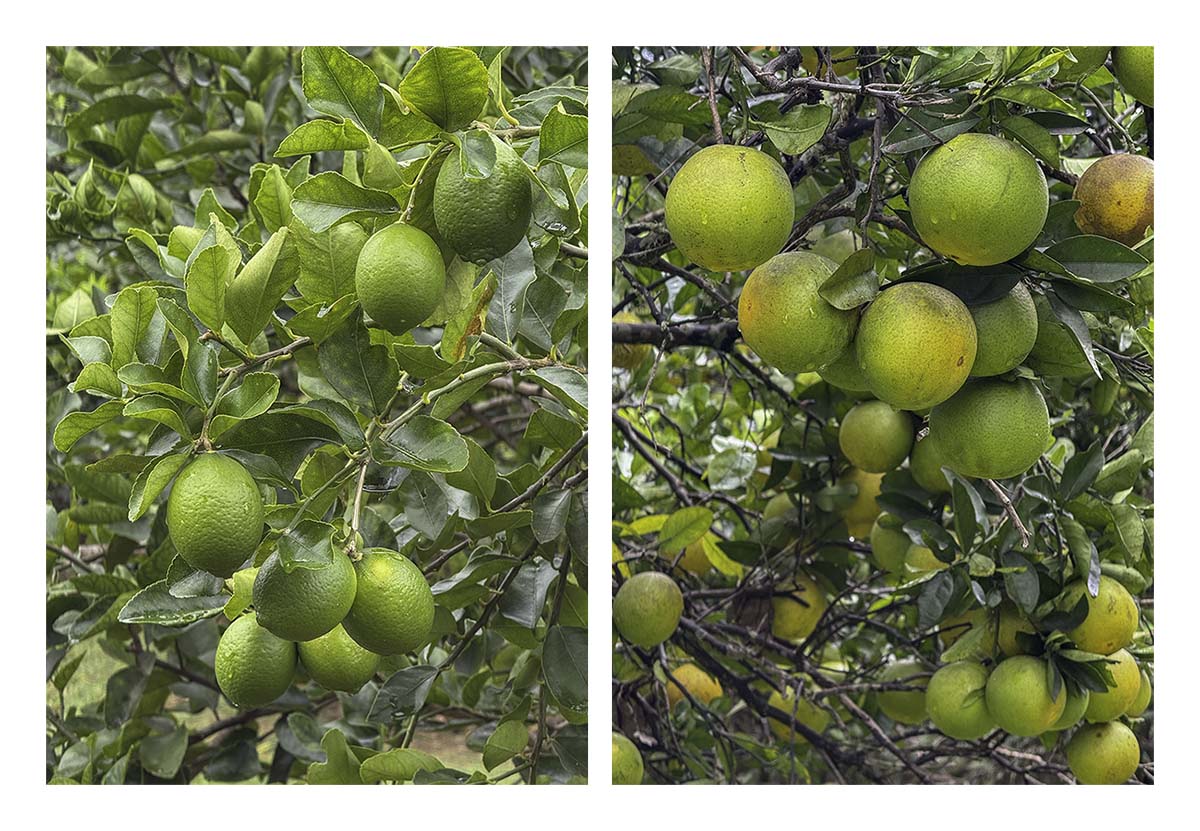 Kilohana Plantation