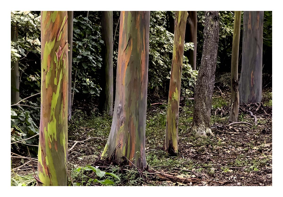 Kilohana Plantation