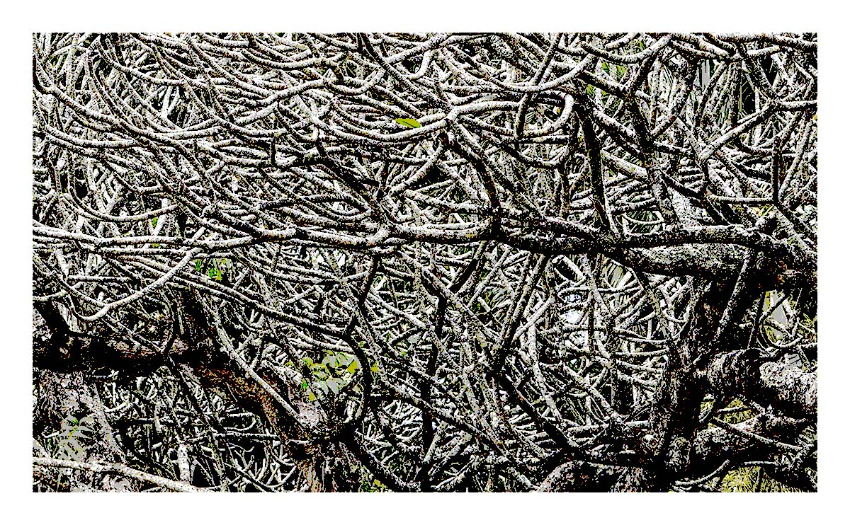 Kilohana Plantation