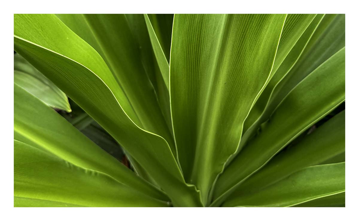 Kilohana Plantation