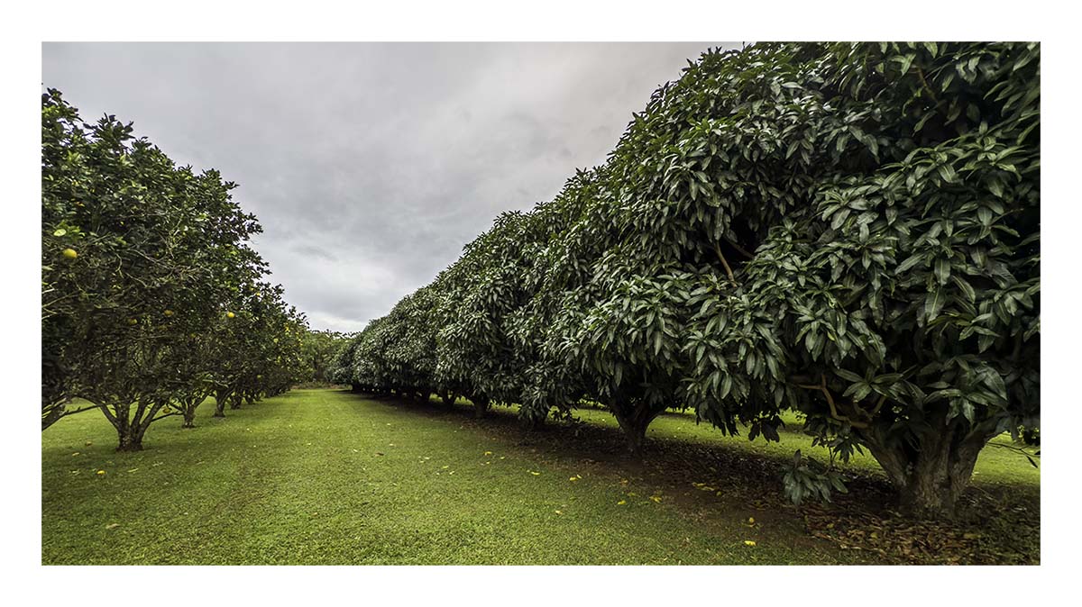 Kilohana Plantation
