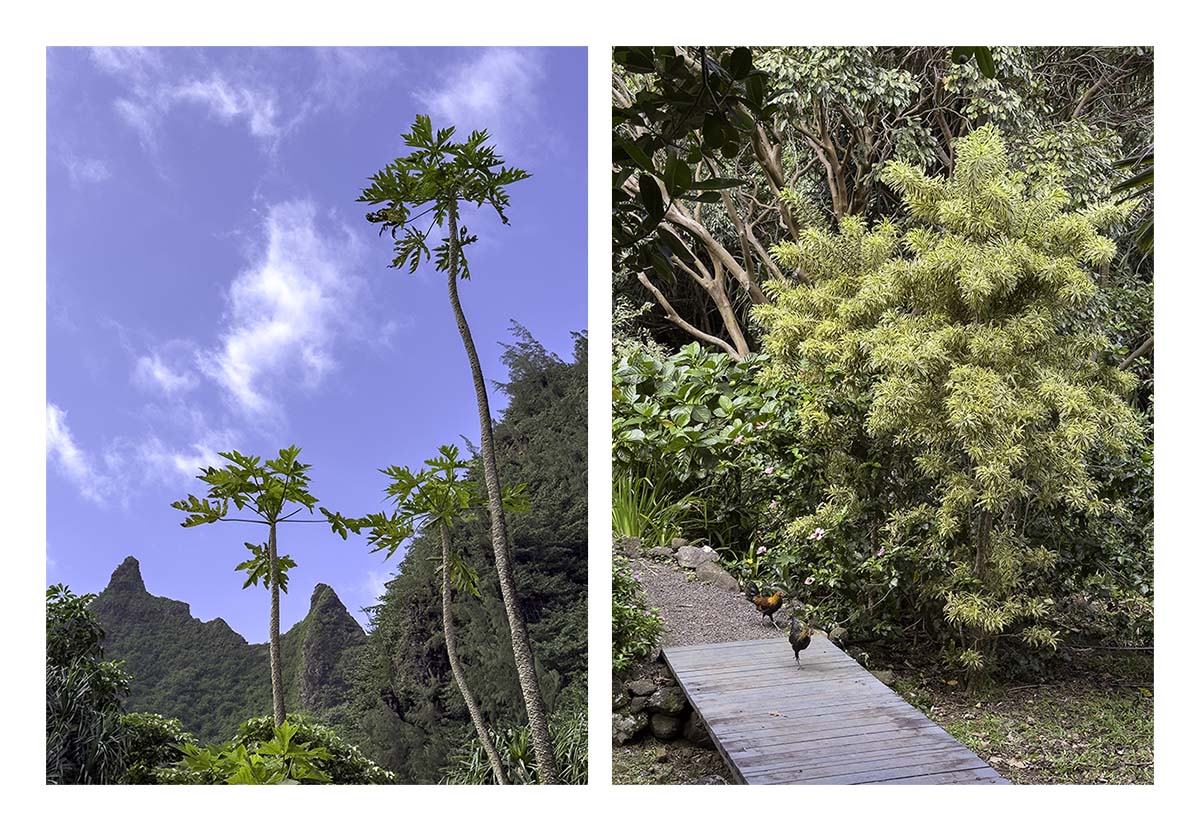 Limahuli Garden