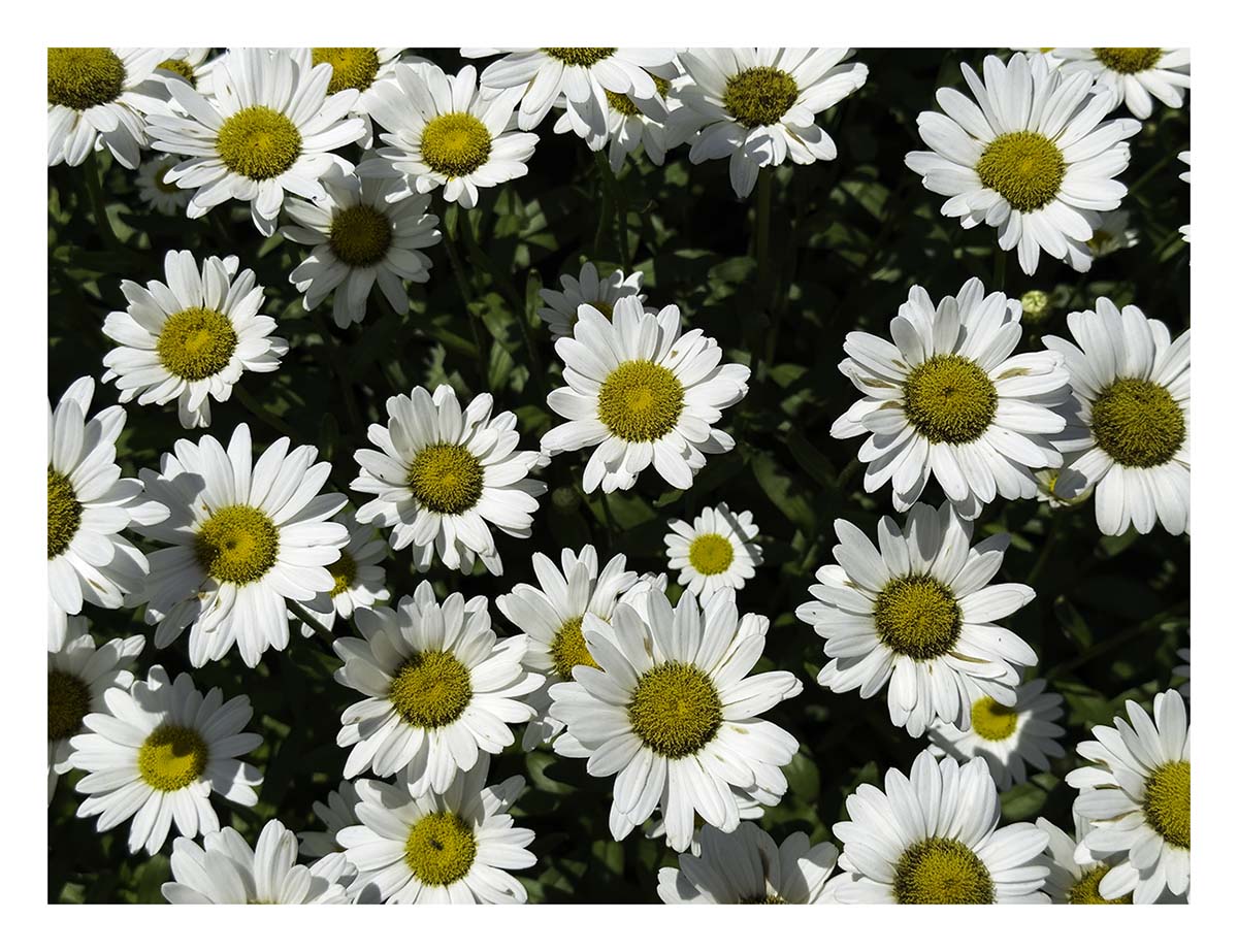 Westbury Gardens