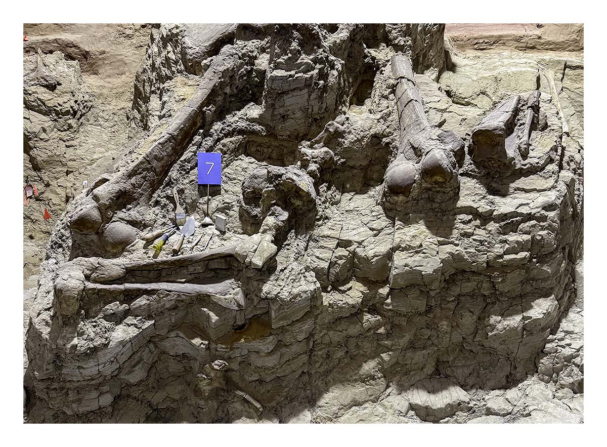 The Mammorth Site