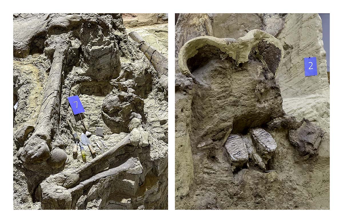 The Mammorth Site