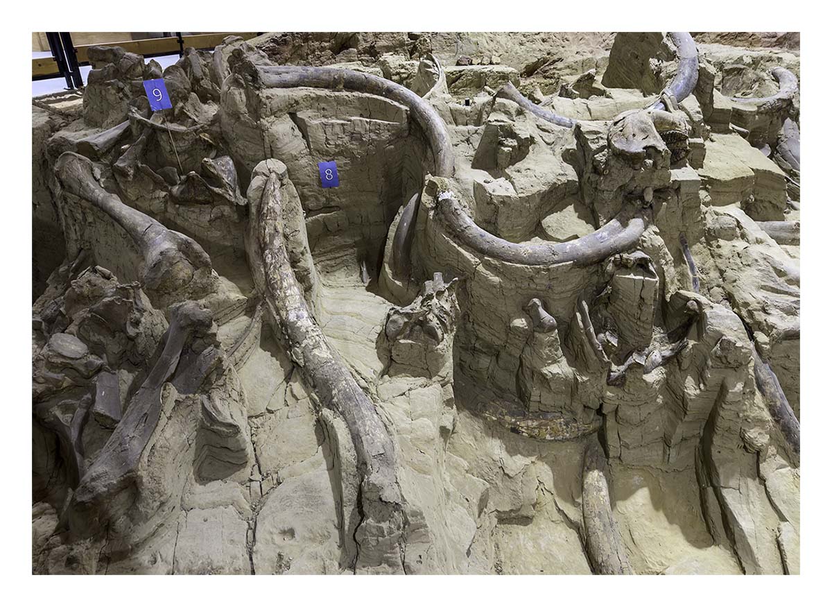 The Mammorth Site