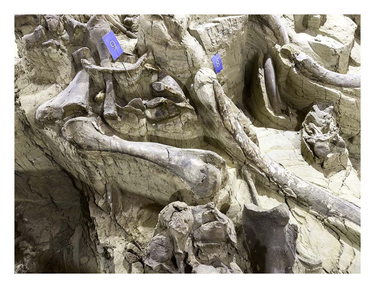 The Mammorth Site