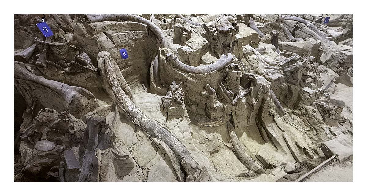 The Mammorth Site