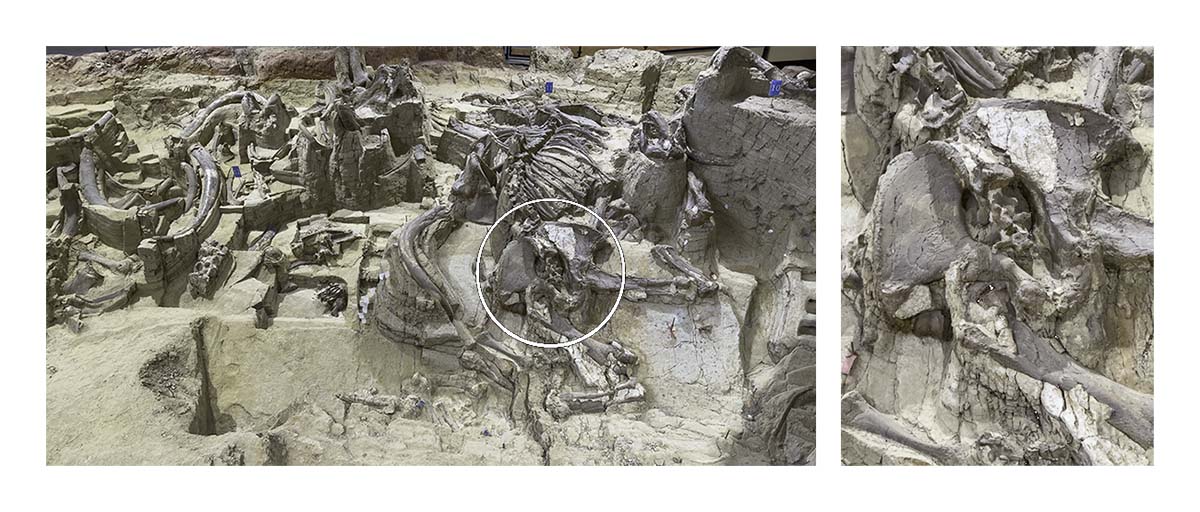 The Mammorth Site