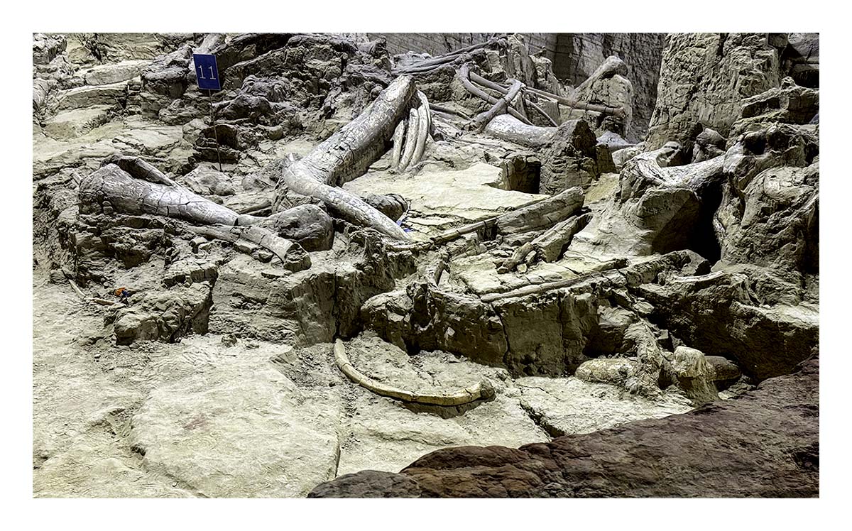 The Mammorth Site