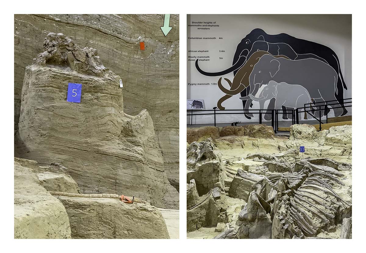 The Mammorth Site