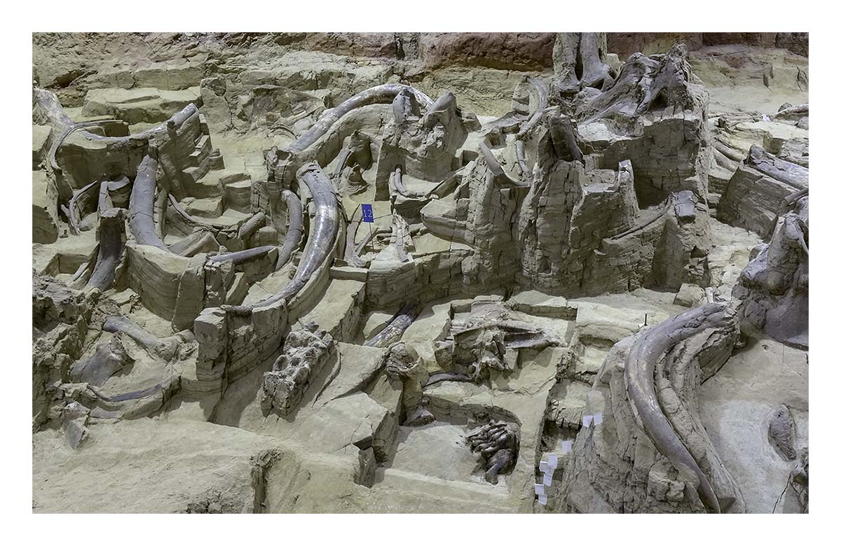 The Mammorth Site