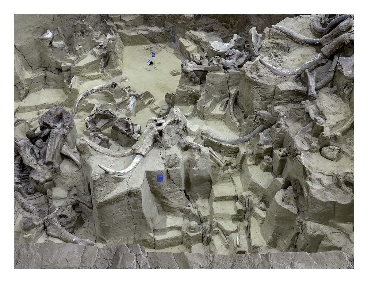 The Mammorth Site