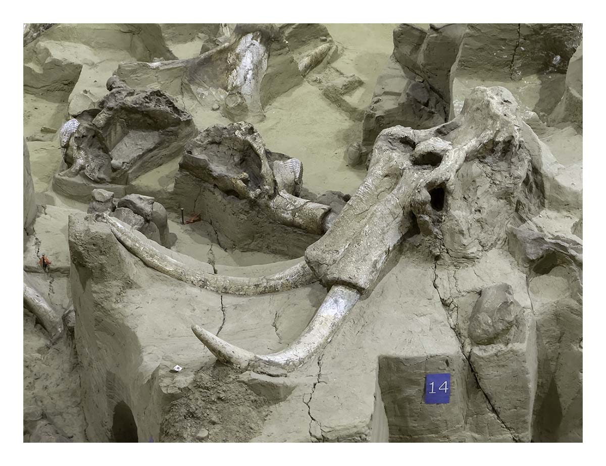 The Mammorth Site