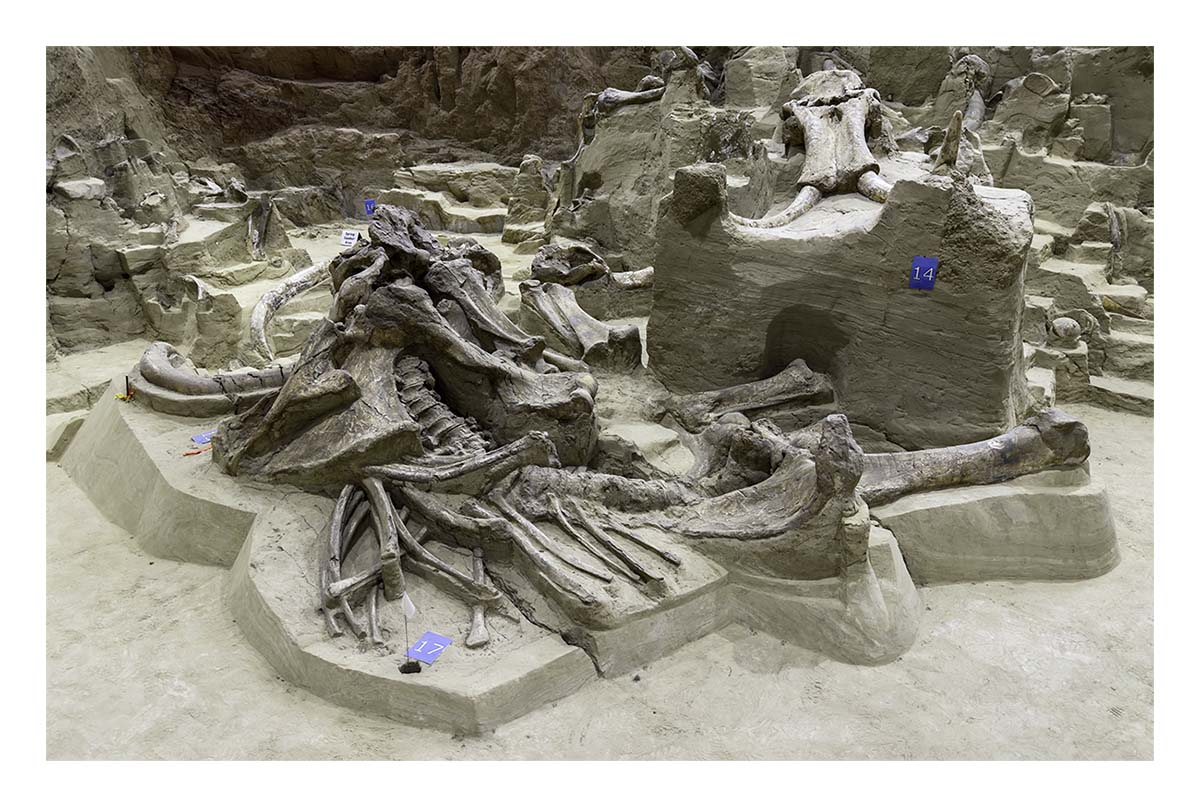The Mammorth Site