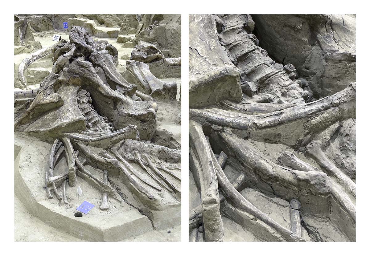 The Mammorth Site
