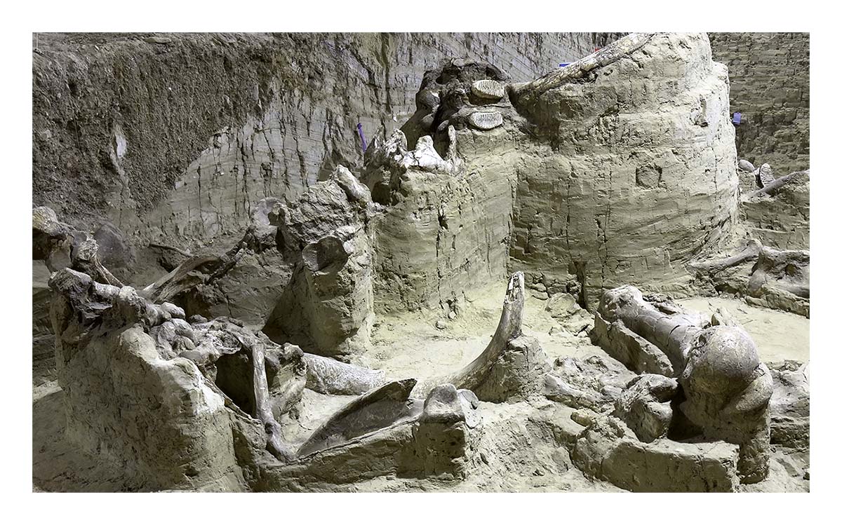 The Mammorth Site