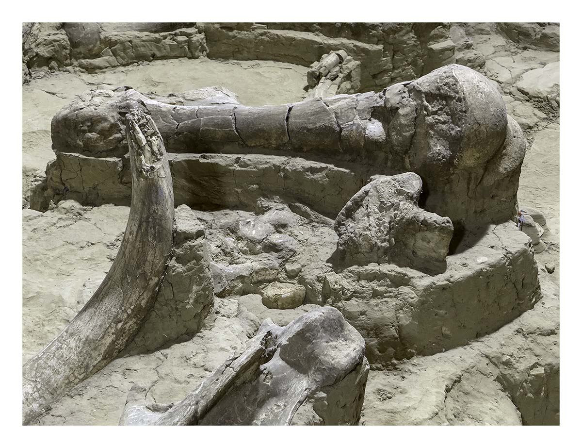 The Mammorth Site