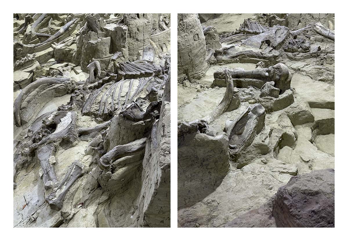The Mammorth Site