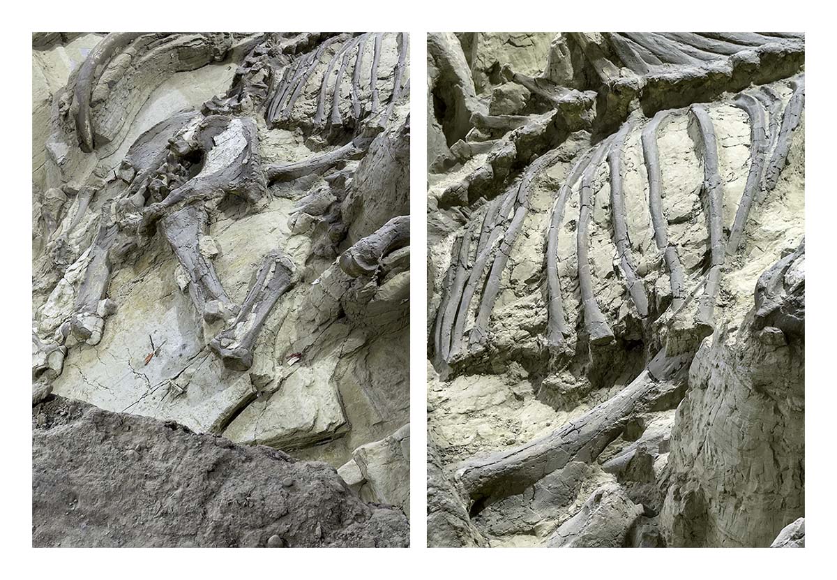 The Mammorth Site